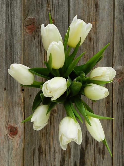 WHITE TULIPS